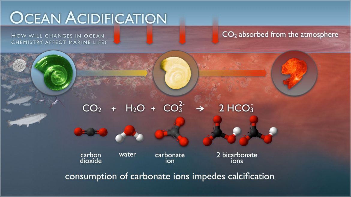 Image result for Acidification