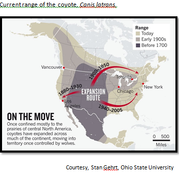 Current range of the coyote, Canis latrans.
