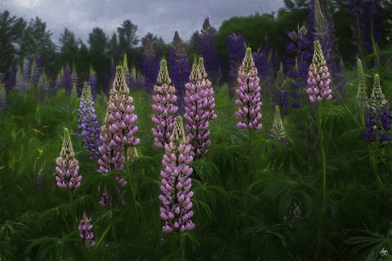 My Own Private Lupine Festival in N.H.