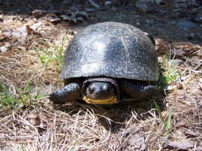 NH’s First Turtle Tunnels Aim To Save Their Lives on the Road