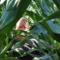 Valerie Hershfield is pictured in a cornfield saying hello.